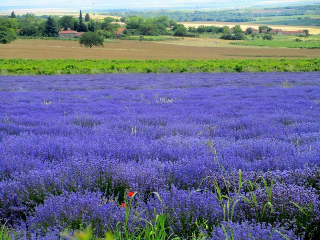 Lavender Lodge Rupkite Εξωτερικό φωτογραφία